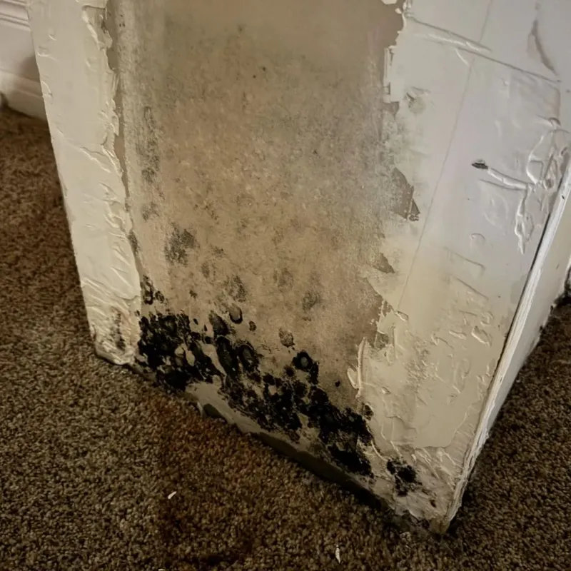 Professional Mold Removal in Edwardsville, KS
